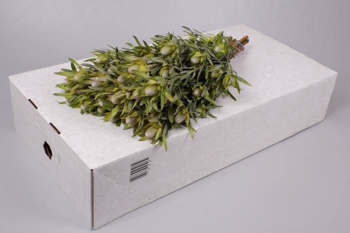 Leucadendron Pisa Spray