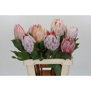 Protea Cynaroides