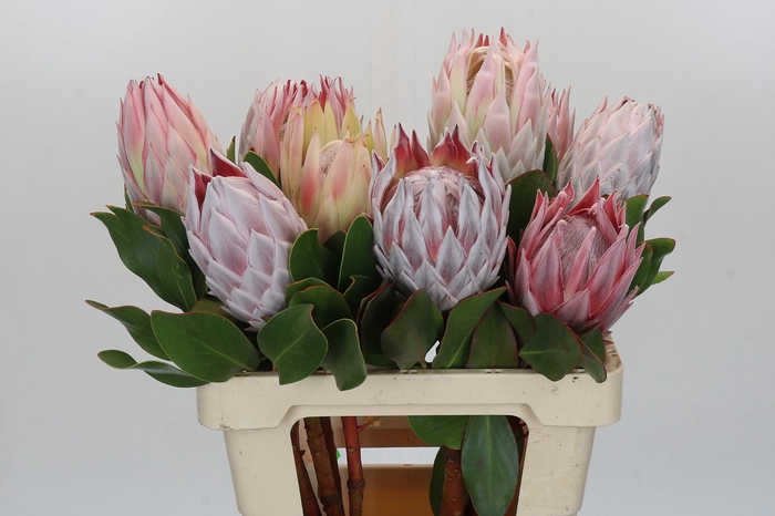 <h4>Protea Cynaroides</h4>