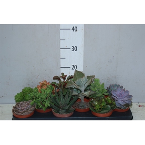 Succulenten Gemengd