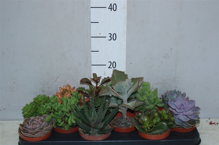 <h4>Succulenten Gemengd</h4>
