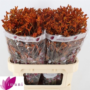 Anigoz Dark Orange