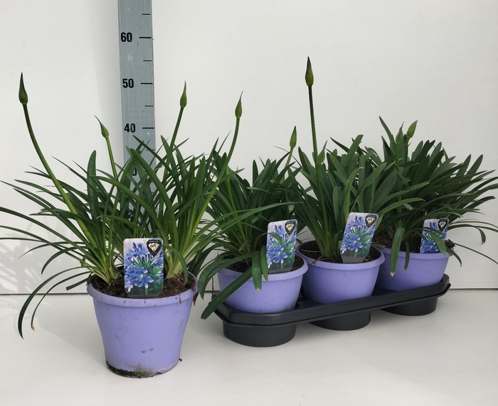 <h4>AGAPA CRYSTAL LINE</h4>