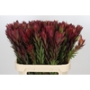 Leucadendron Safari Sunset