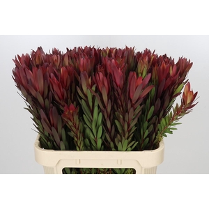 Leucadendron Safari Sunset Spray