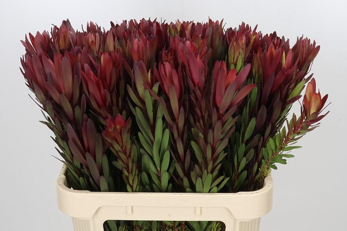<h4>Leucadendron Safari Sunset Spray</h4>