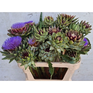 CYNARA SCOLYMUS 'GREEN GLOBE'