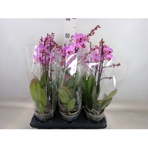 Phalaenopsis multi. 'Ant Santiago'