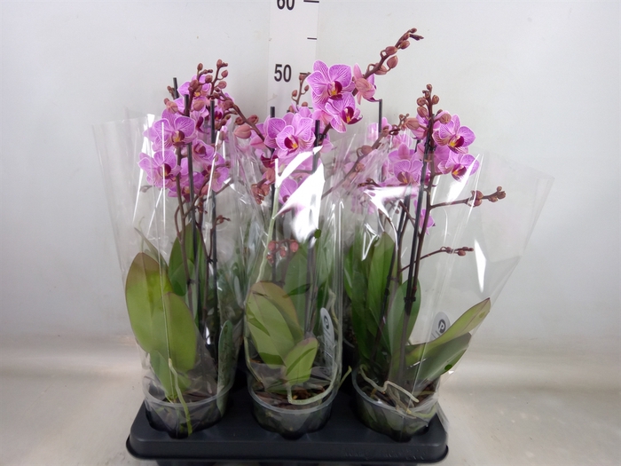 <h4>Phalaenopsis multi. 'Ant Santiago'</h4>