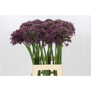 Allium Miami