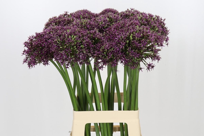 <h4>Allium Miami</h4>