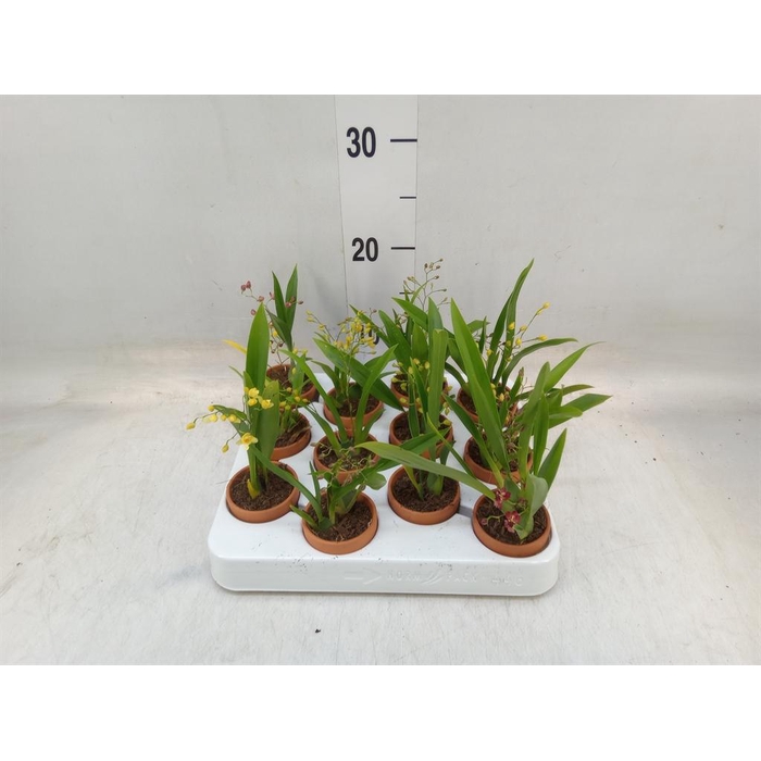 <h4>Oncidium ...</h4>