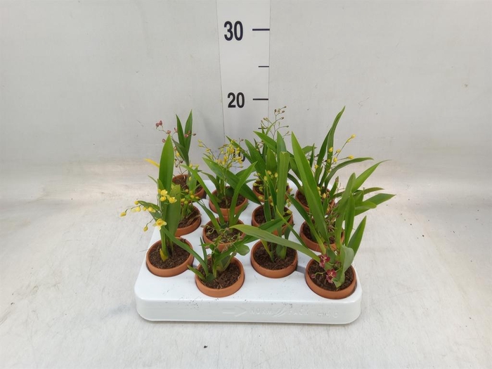 Oncidium   ...