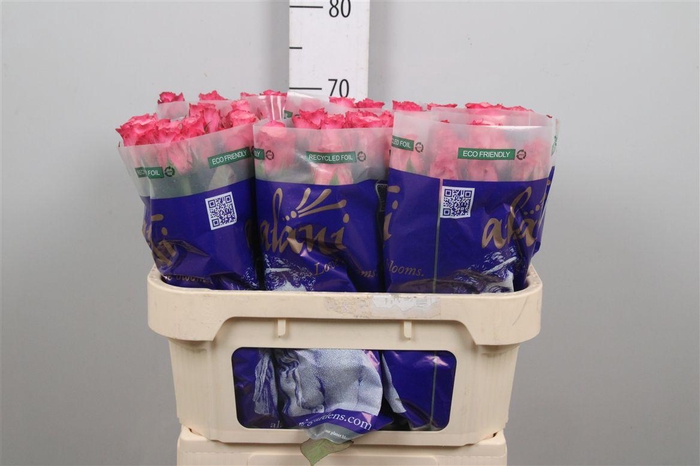 <h4>R Gr Ramonda</h4>