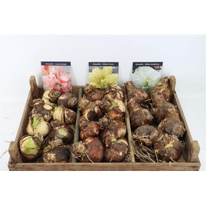 Bloembol Hipp Mix 8