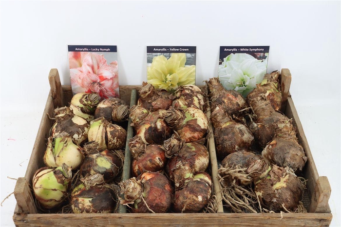 <h4>Bloembol Hipp Mix 8</h4>