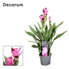 3 bloem + Curcuma Siam Splash 13 cm Decorum