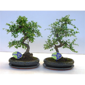 Zelkova parvifolia, 24cm., shape, with driptray