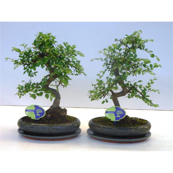 <h4>Zelkova parvifolia, 24cm., shape, with driptray</h4>