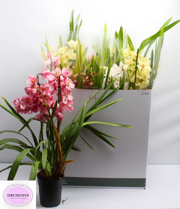 <h4>CYMB GEMENGD</h4>