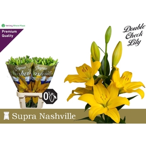 LI LA NASHVILLE 5BL