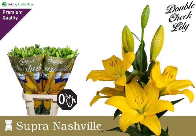 <h4>LI LA NASHVILLE</h4>