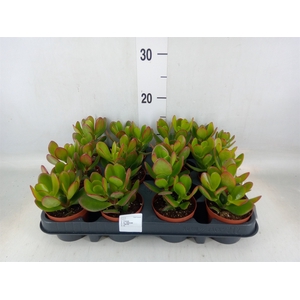 Crassula ovata