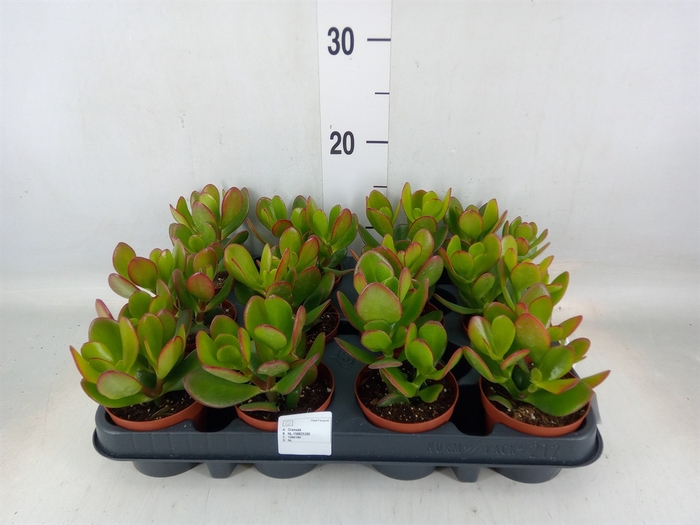 <h4>Crassula ovata</h4>