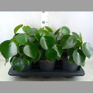 Peperomia polybotrya 'Raindrop'