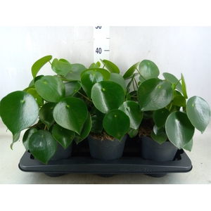 Peperomia polybotrya 'Raindrop'