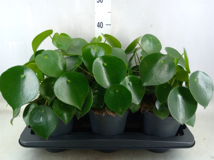 <h4>Peperomia polybotrya 'Raindrop'</h4>