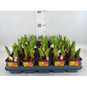 Tulipa DU 'Yellow Baby'