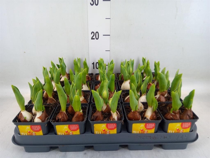 <h4>Tulipa DU 'Yellow Baby'</h4>