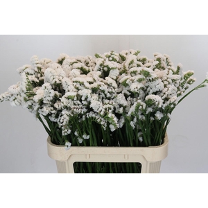 Limonium sinuatum 'Olga White'
