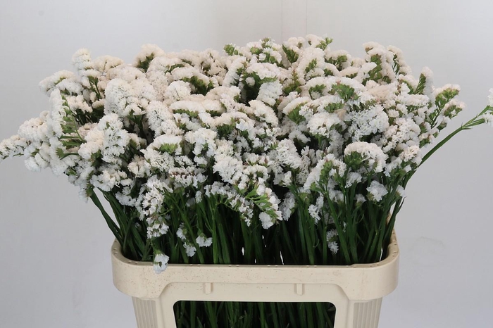 <h4>Limonium sinuatum 'Olga White'</h4>