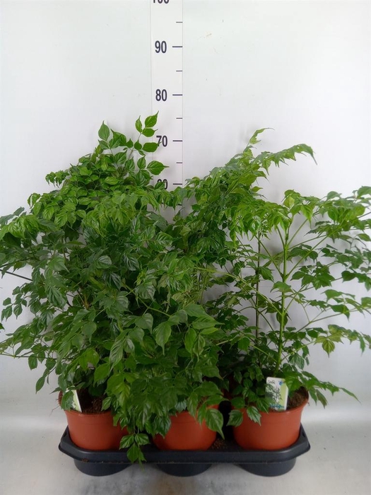 <h4>Radermachera sinica</h4>