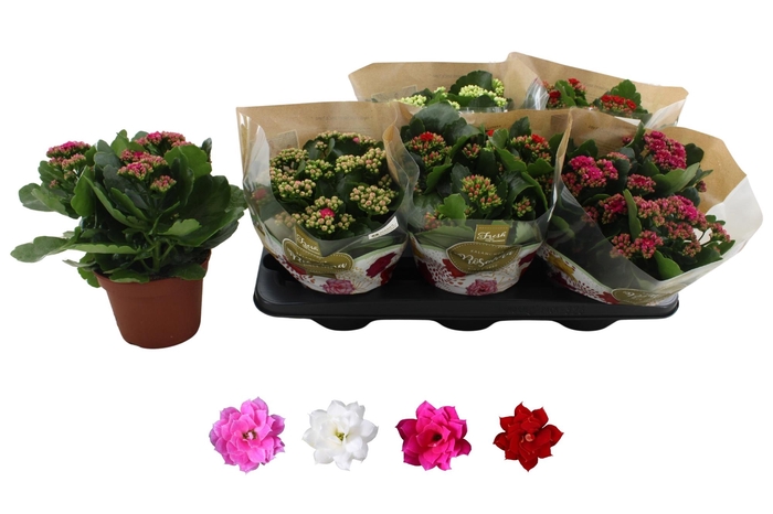 <h4>KAL GE RO GEM 4 KL</h4>