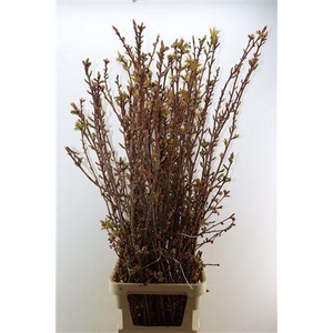 PRUNUS SERRULATA P STEM