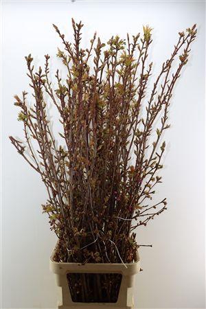 <h4>PRUNUS SERRULATA P STEM</h4>