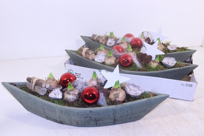 <h4>ARR HYACINTH</h4>