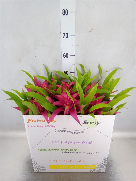 Guzmania  'Deseo Pink'