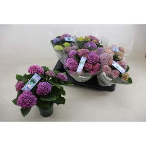 HYDR M MAG REVOLUTIO