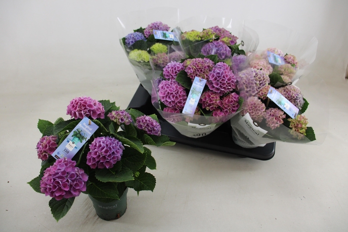 <h4>HYDR M MAG REVOLUTIO</h4>