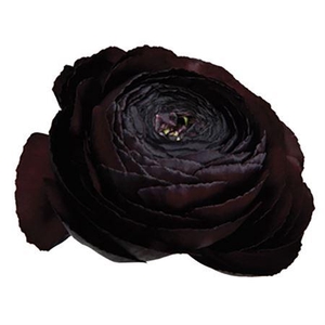 Ran Succ Nerone Nero