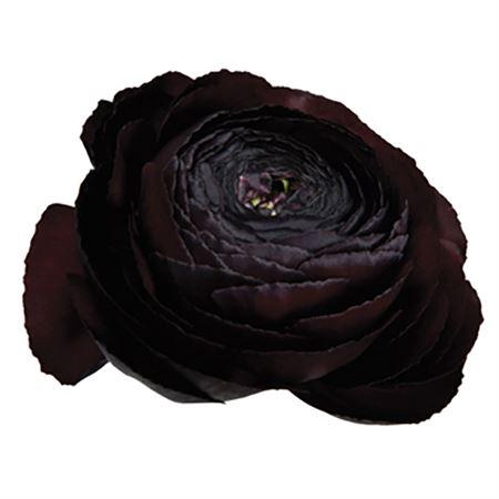 <h4>Ran Succ Nerone Nero</h4>