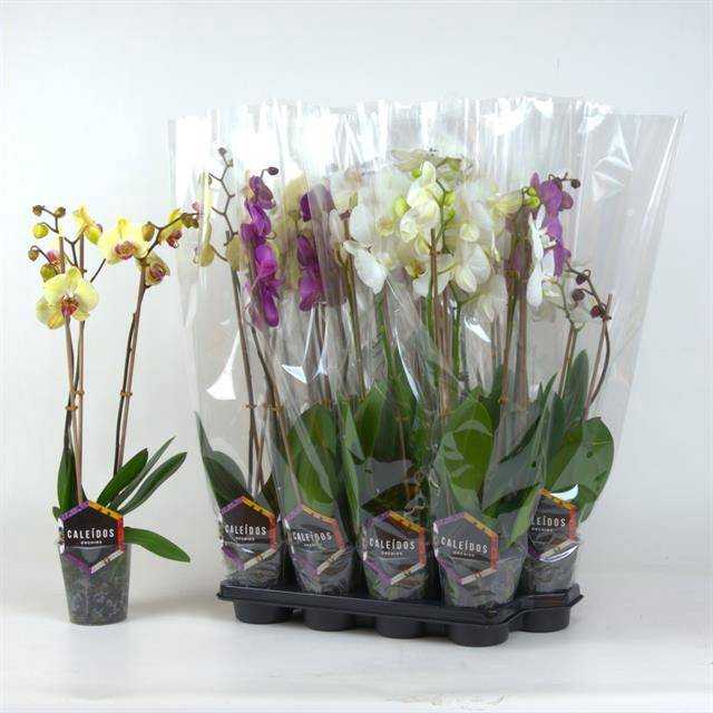 <h4>PHAL GEM</h4>