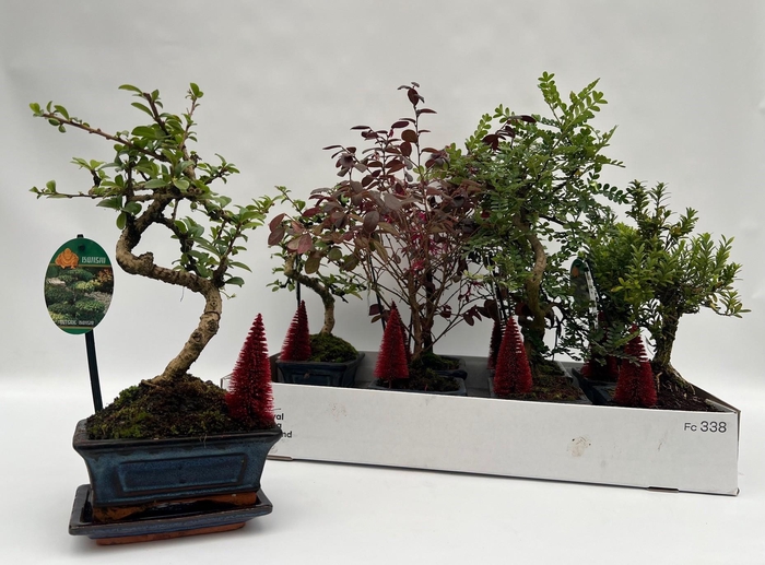<h4>BONSAI GEM</h4>