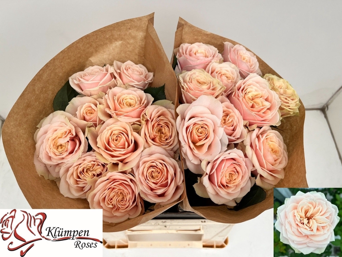 <h4>R Gr Love Fountain Kluempen</h4>