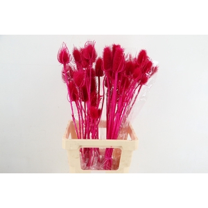 DF Dipsacus Fuchsia Bs 130g