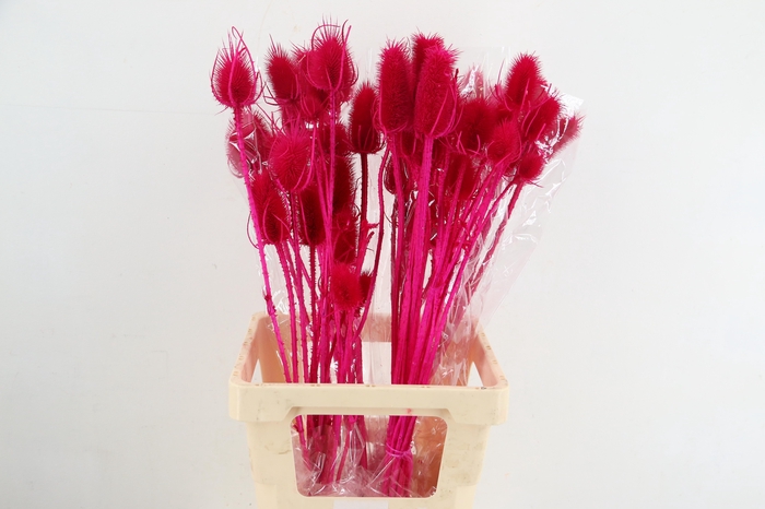 <h4>DF Dipsacus Fuchsia Bs 130g</h4>